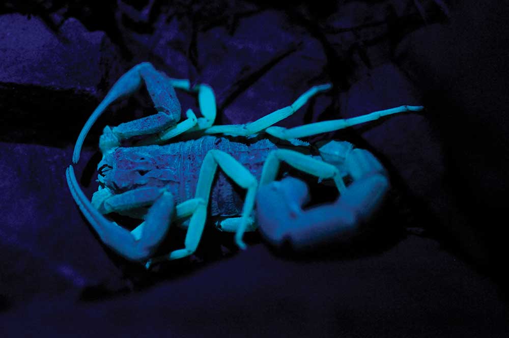 Treating epilepsy with scorpion venom